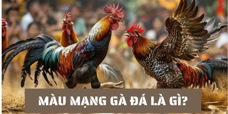 Màu mạng gà đá là gì, khái niệm cơ bản 