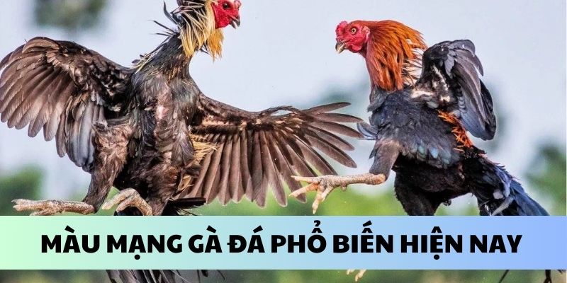 Các màu mạng đá gà phổ biến theo ngũ hành 