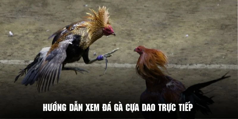 Quy trình thao tác để đón xem đá gà cựa dao trực tiếp tại cổng game