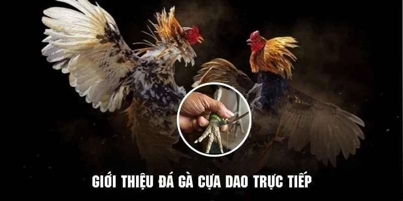 Tìm hiểu chi tiết về hình thức đá gà cựa dao trực tiếp Hello88