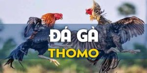 Giới thiệu hình thức đá gà trực tuyến Thomo