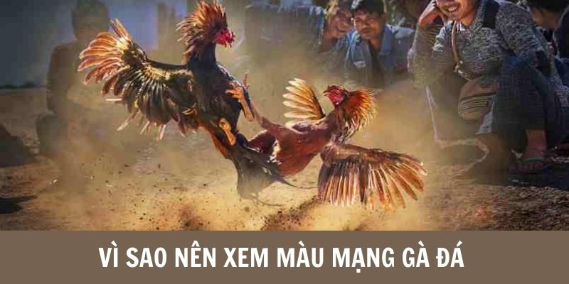 Vì sao cần xem màu mạng gà đá?